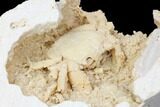 Fossil Crab (Potamon) Preserved in Travertine - Turkey #121378-4